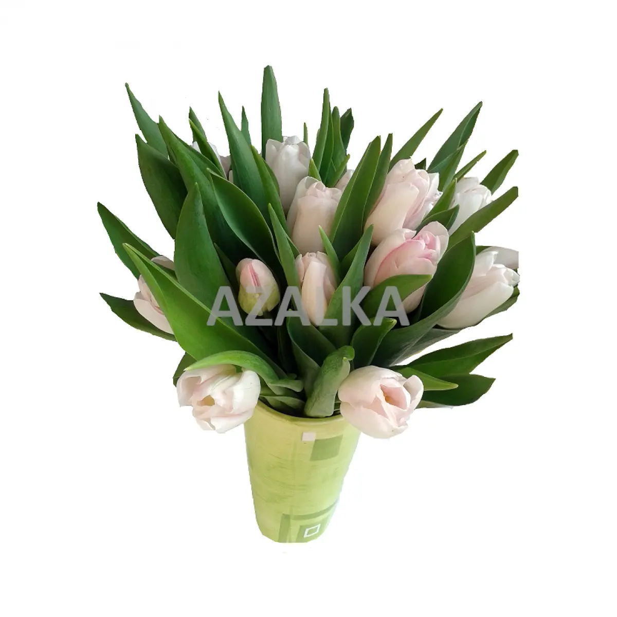 Tulipány (White Dream)